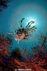 Lion fish by Alberto D'este 